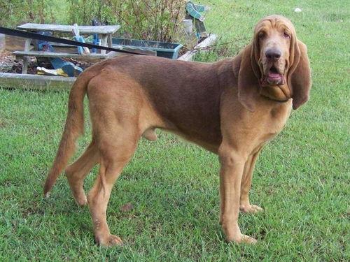 寻血猎犬爆料视频大全最新,揭秘神秘事件背后的真相